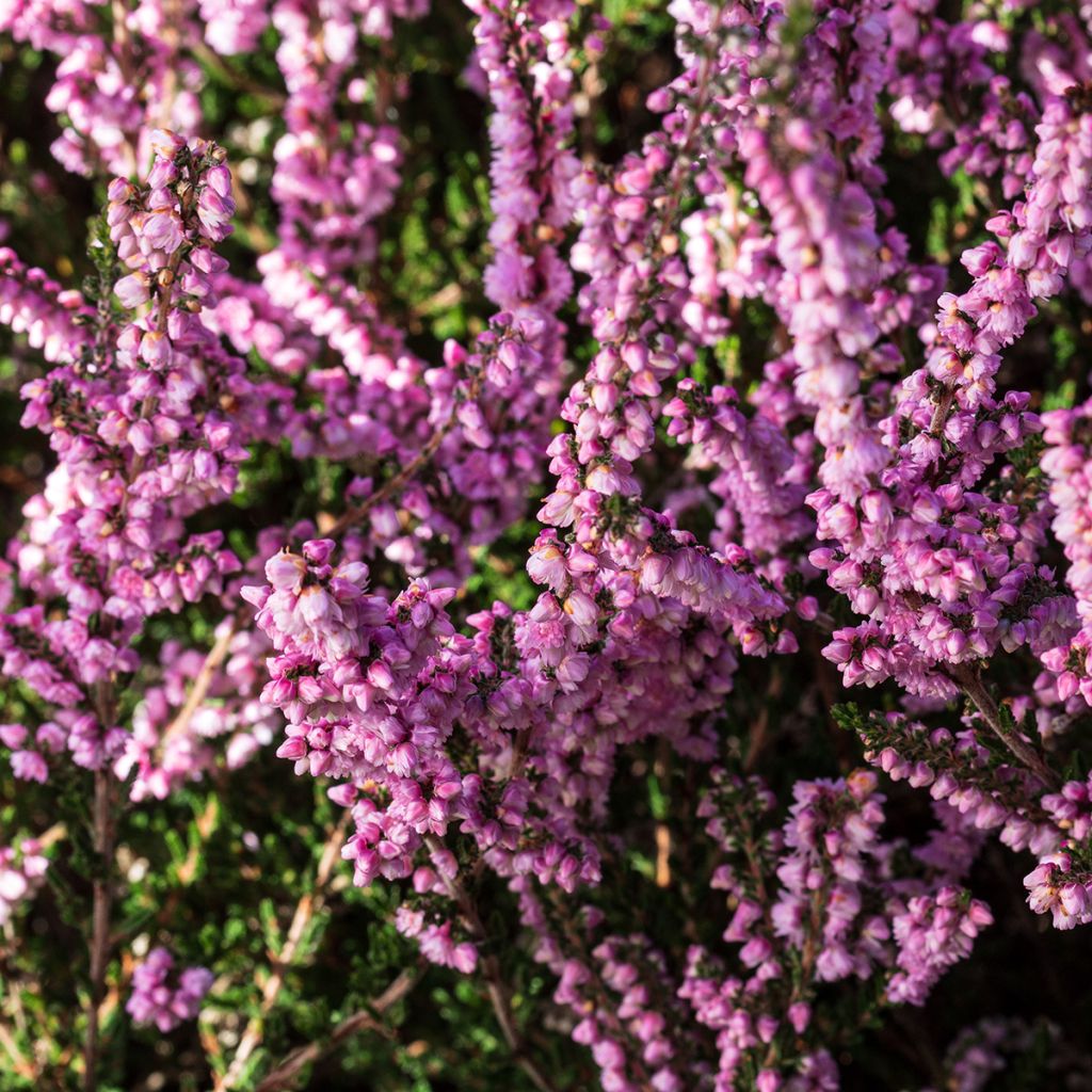 Calluna vulgaris H.E Beale - Brecina