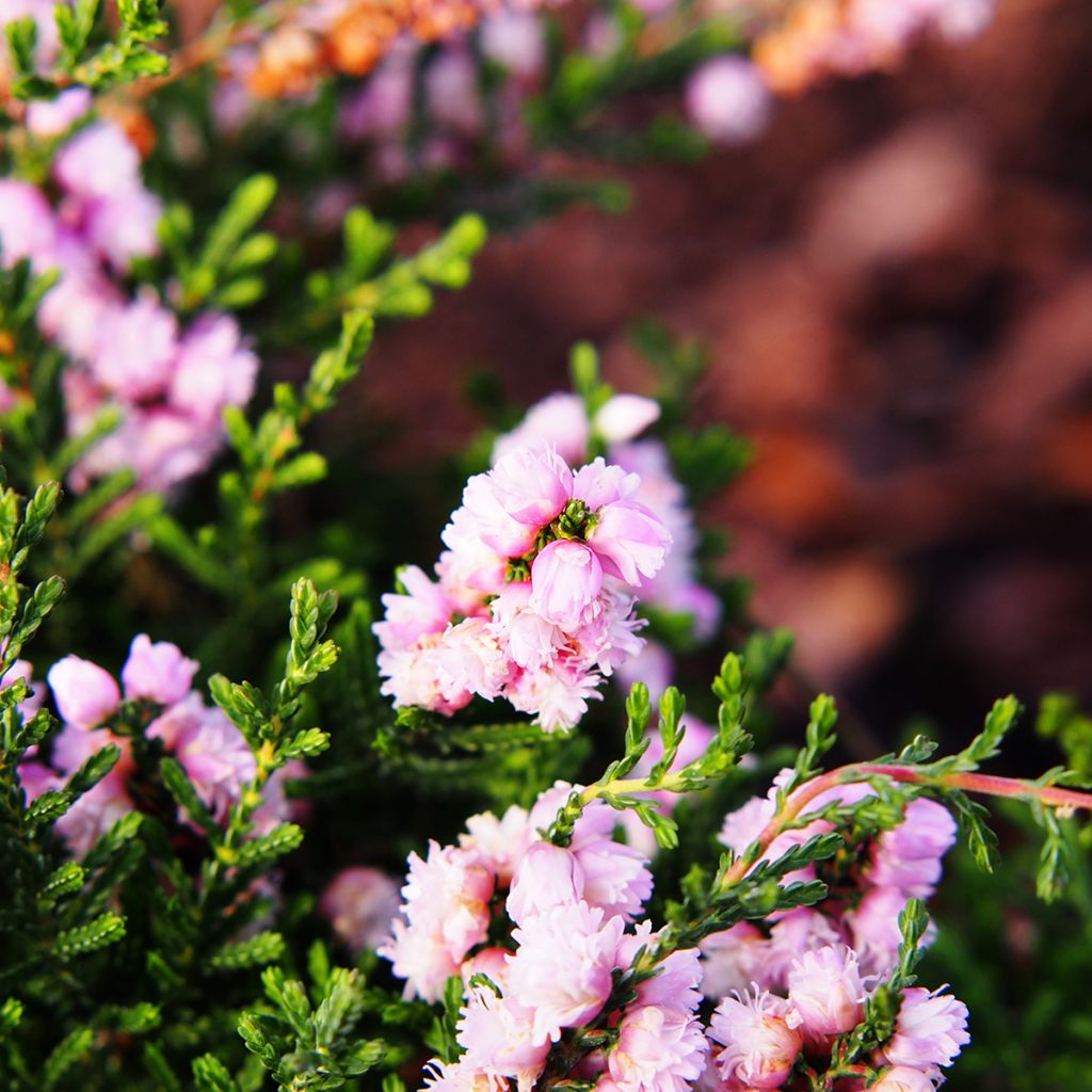 Calluna vulgaris H.E Beale - Brecina