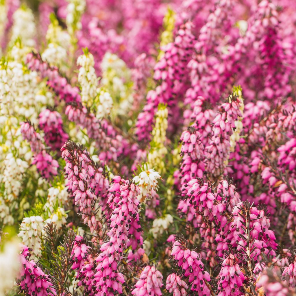 Calluna vulgaris Marlies - Brecina