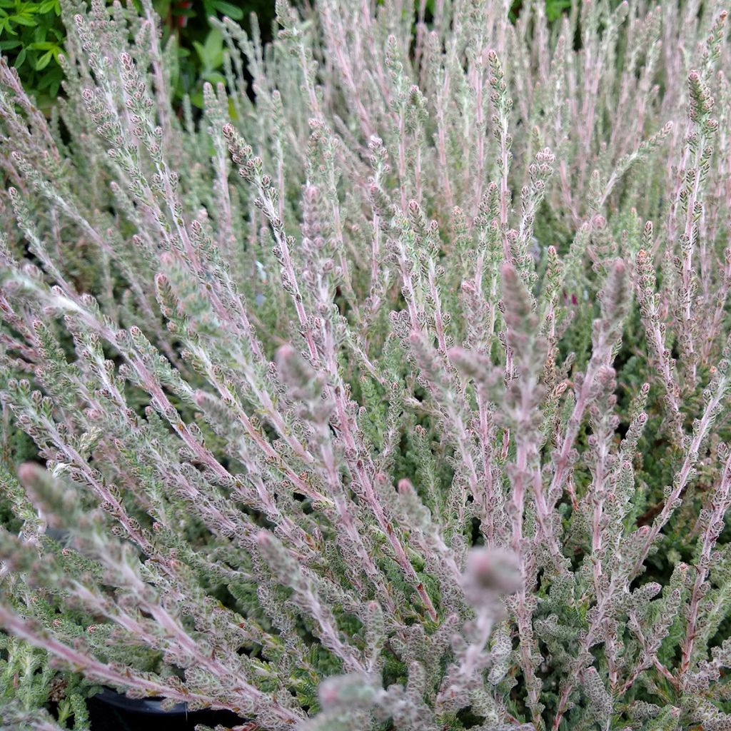 Calluna vulgaris Silver Knight - Brecina