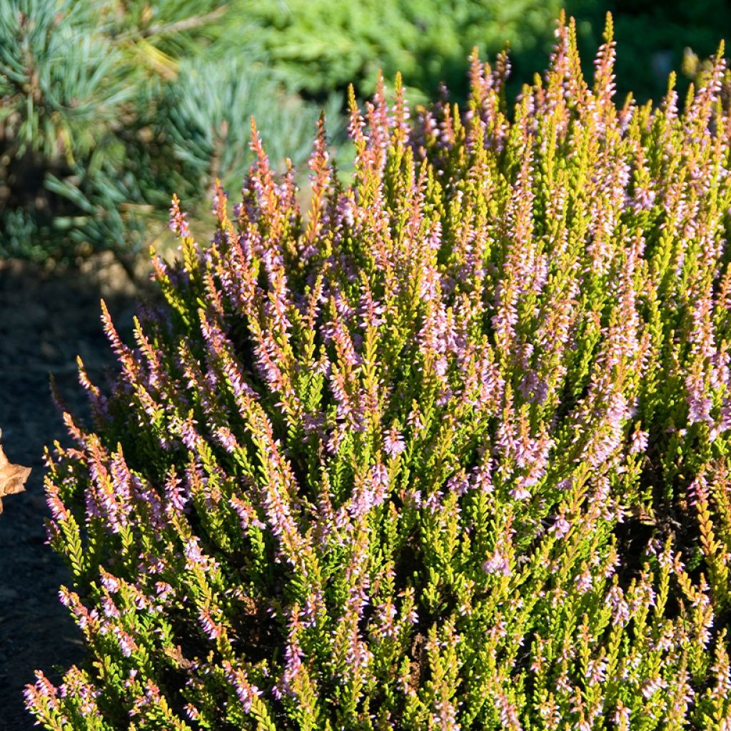 Calluna vulgaris Winter Chocolate - Brecina