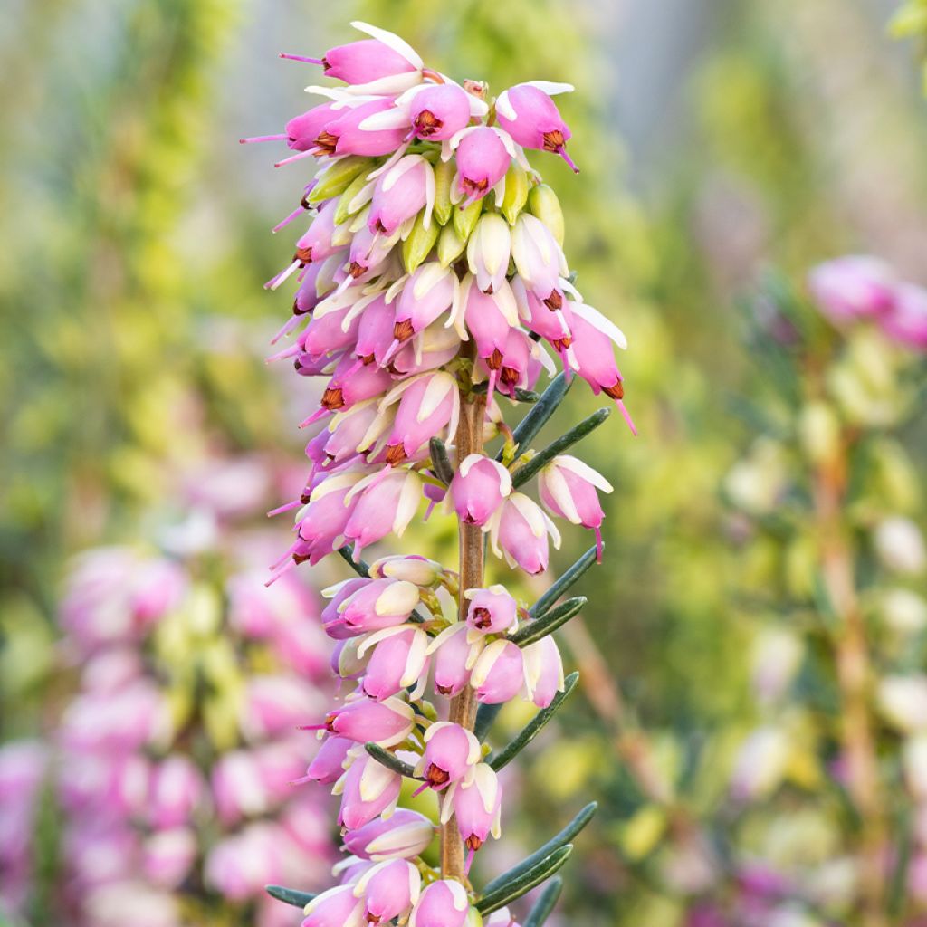 Erica darleyensis Ghost Hills - Brezo rosado