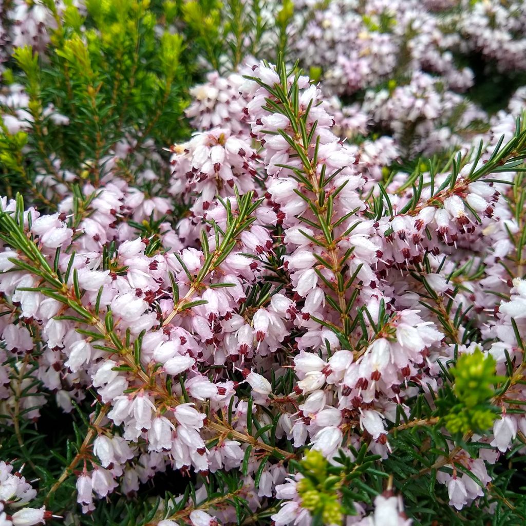 Erica darleyensis Ghost Hills - Brezo rosado