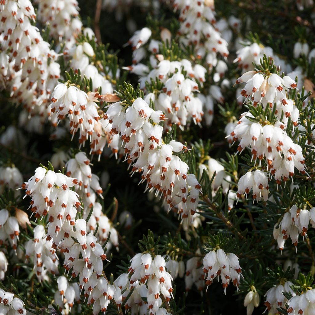 Erica darleyensis Silberschmelze - Brezo rosado