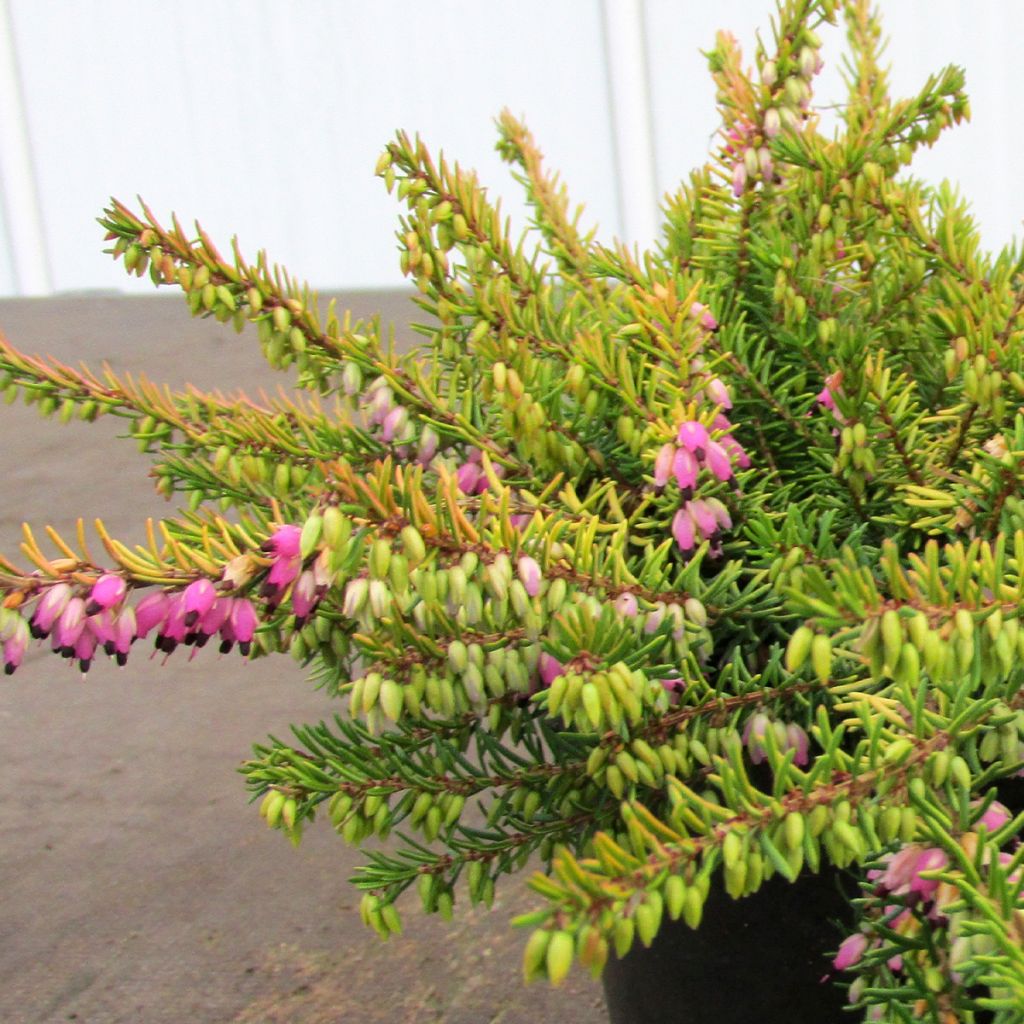 Erica darleyensis Stieneke - Brezo rosado