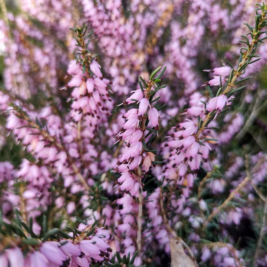 Erica darleyensis Furzey - Brezo rosado