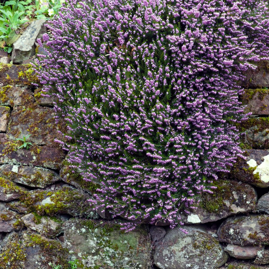 Erica darleyensis Furzey - Brezo rosado