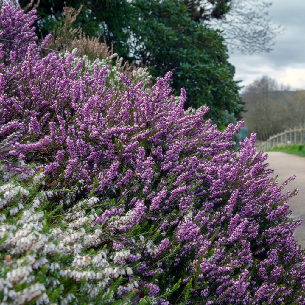 Erica darleyensis Furzey - Brezo rosado