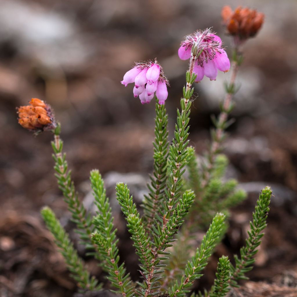 Erica tetralix Alba - Brezo de cuatro estambres