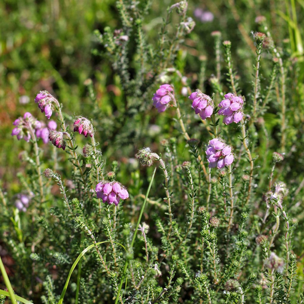 Erica tetralix Alba - Brezo de cuatro estambres