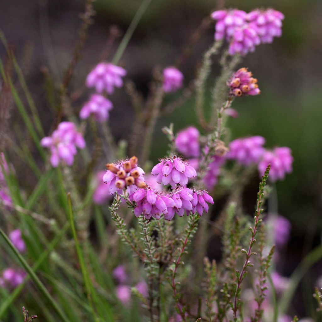 Erica tetralix Alba - Brezo de cuatro estambres