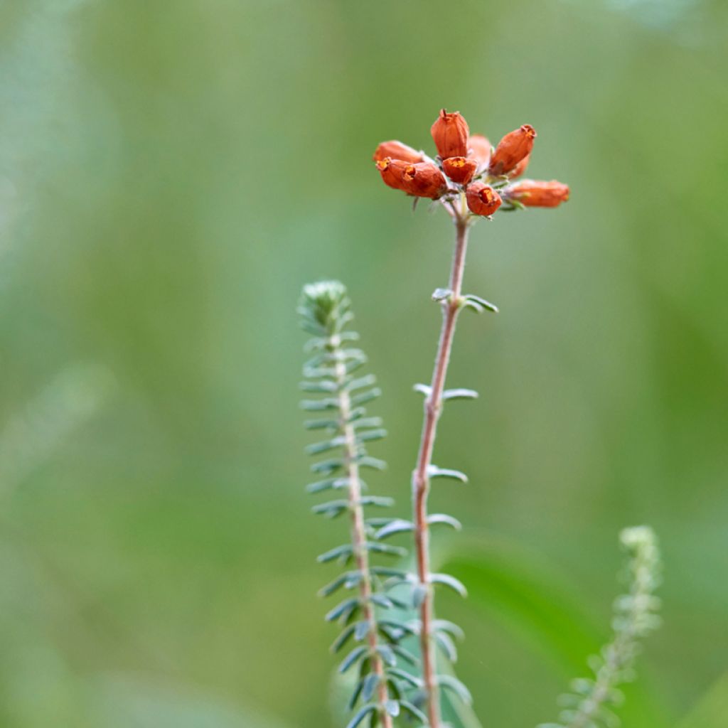 Erica tetralix Alba - Brezo de cuatro estambres