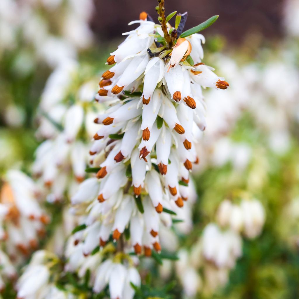 Erica carnea Isabell - Brezo vizcaíno