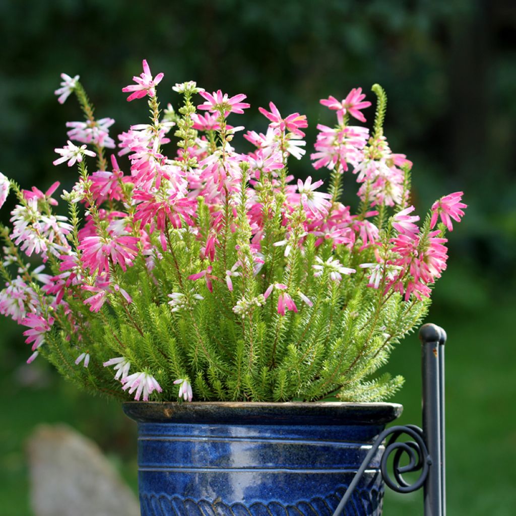 Erica verticillata - Brezo verticilado