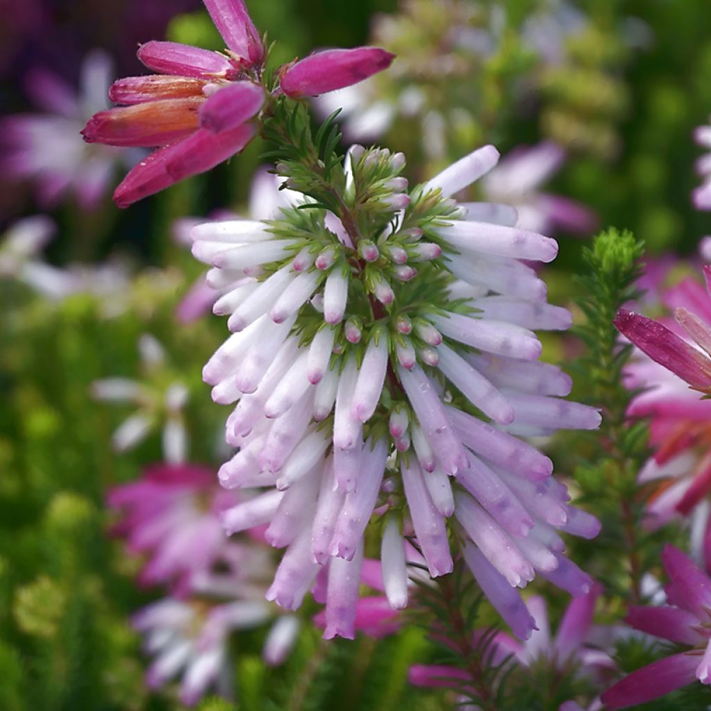 Erica verticillata - Brezo verticilado