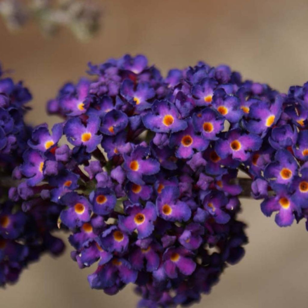 Buddleja davidii Black knight