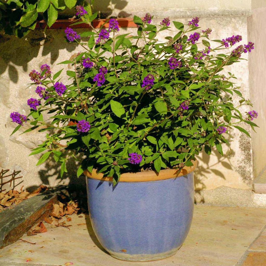 Buddleia Blue Chip - Pot de 4,5L