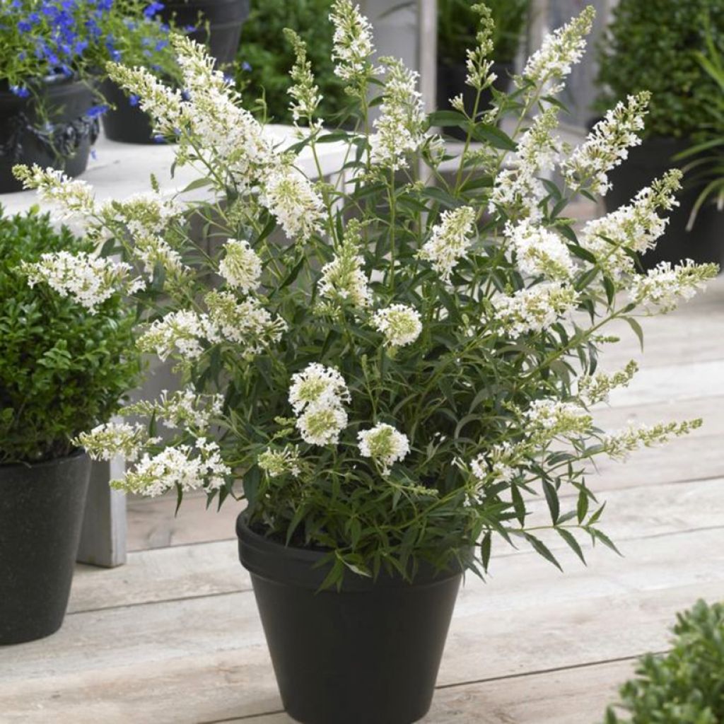 Buddleia davidii Butterfly Tower White