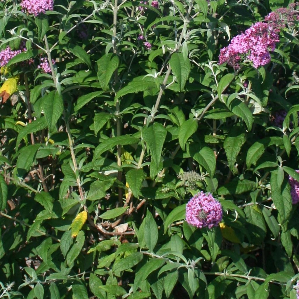 Buddleia Pink Panther® - Arbre aux papillons