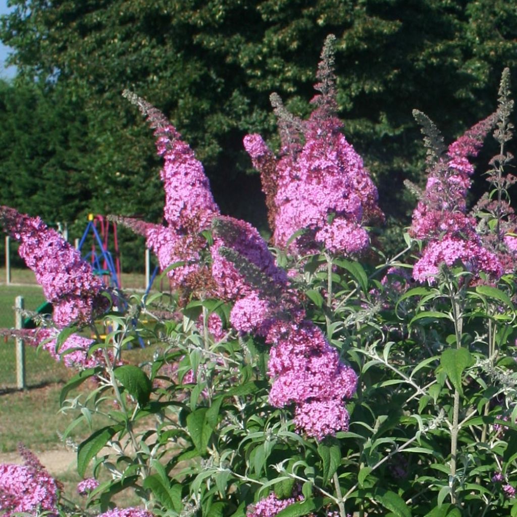 Buddleia Pink Panther® - Arbre aux papillons