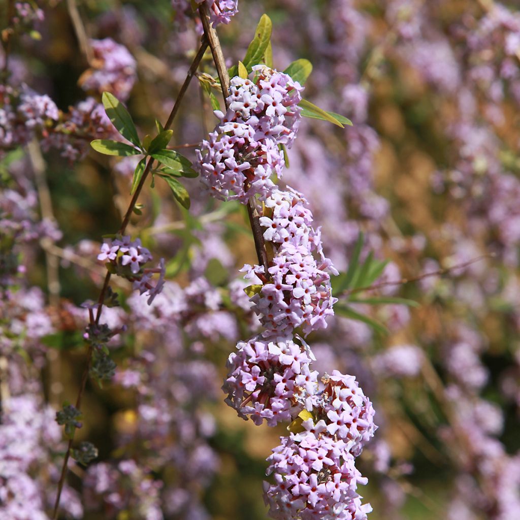 Buddleja alternifolia - Mariposa de hojas alternas