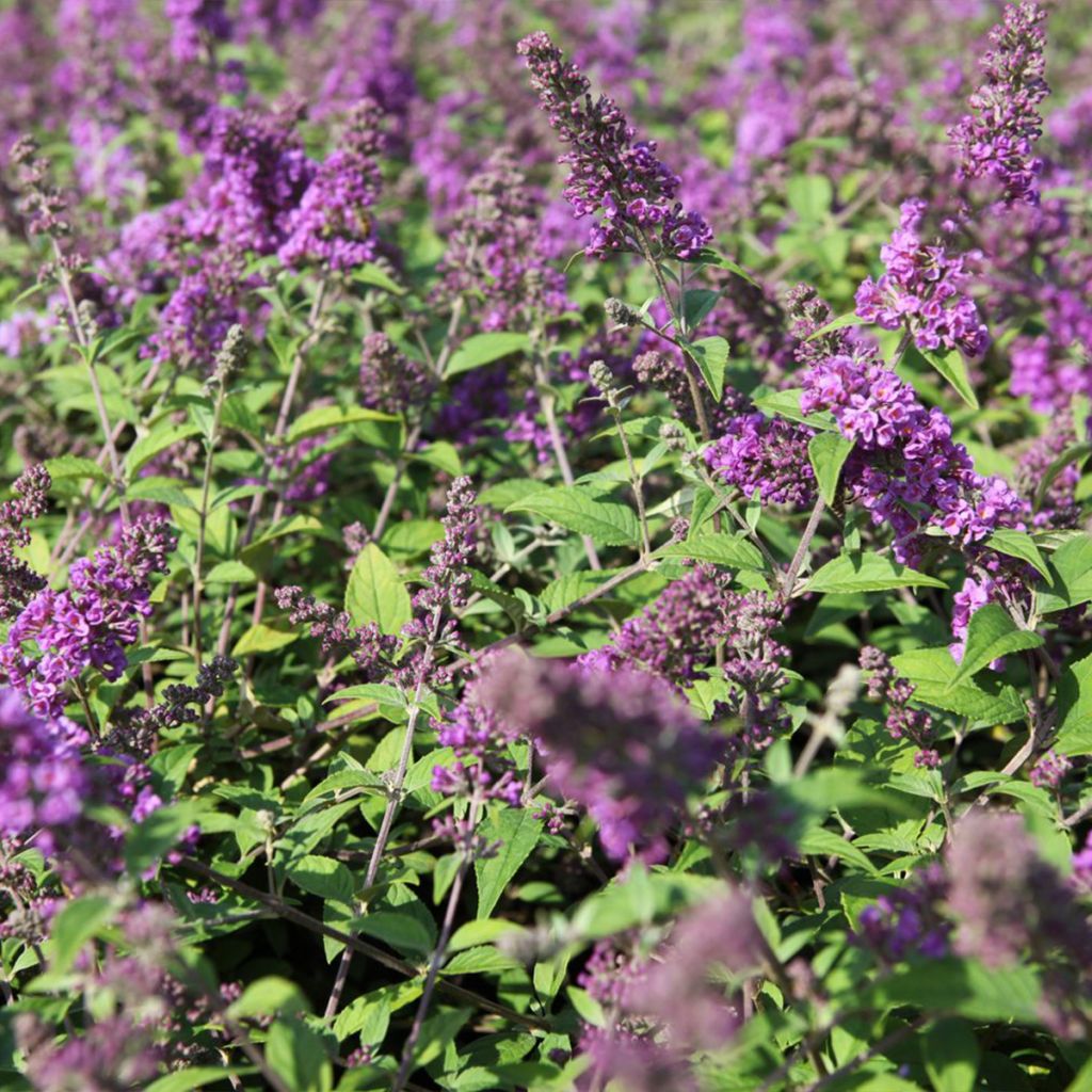 Buddleia Blue Chip - Arbre aux papillons nain