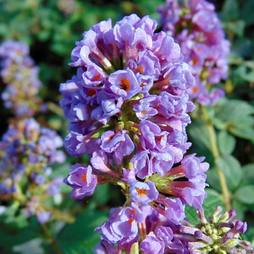 Buddleia Blue Chip - Arbre aux papillons nain