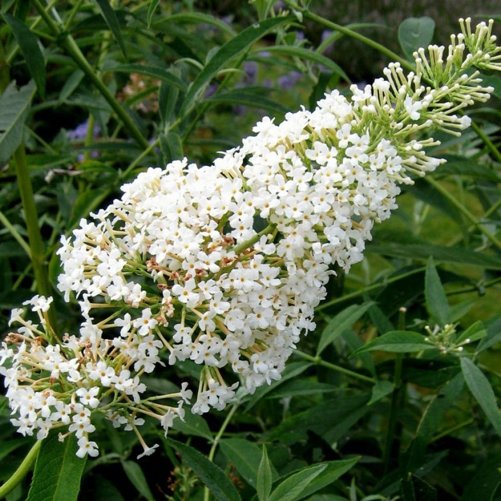 Buddleja davidii Nanho White