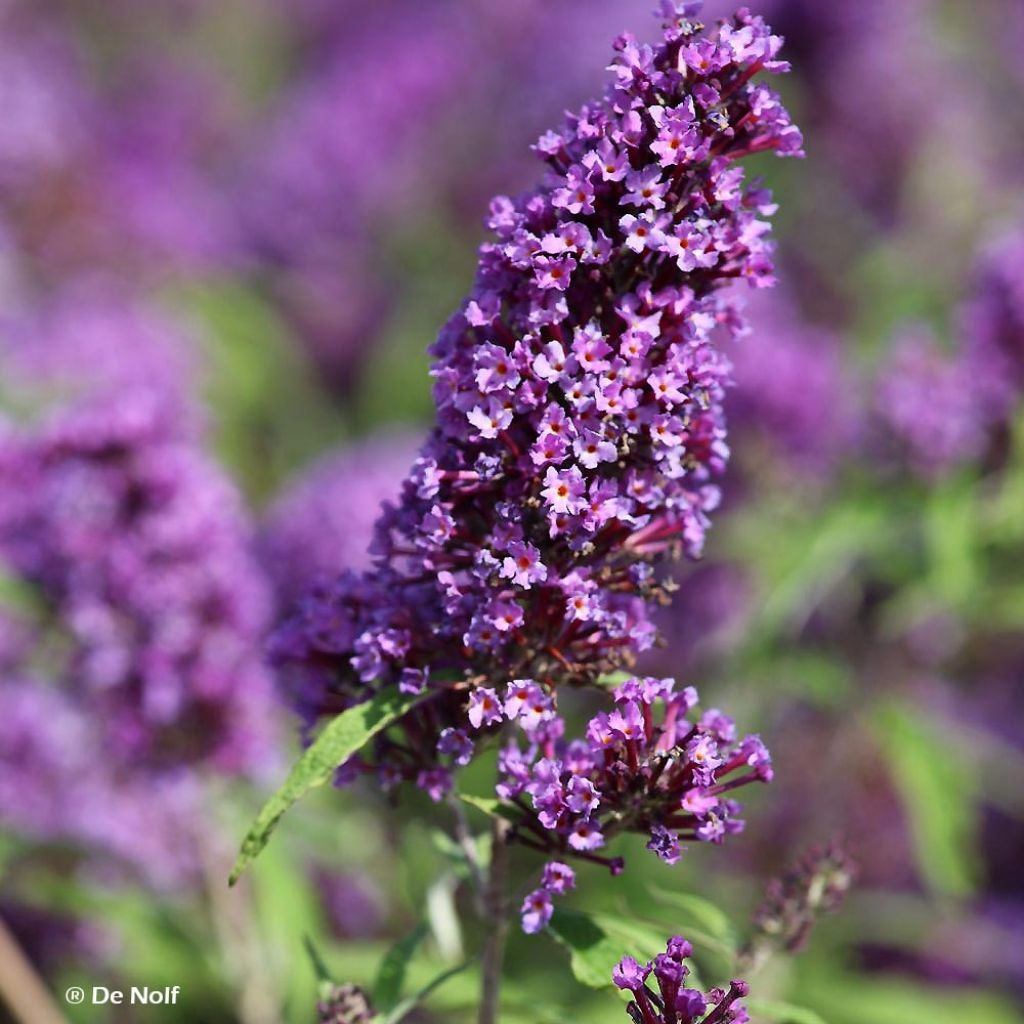 Buddleja davidii Purple Emperor