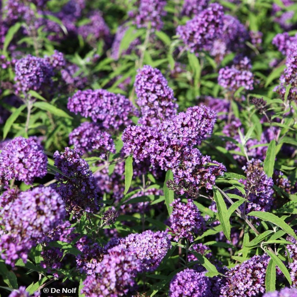 Buddleja davidii Purple Emperor