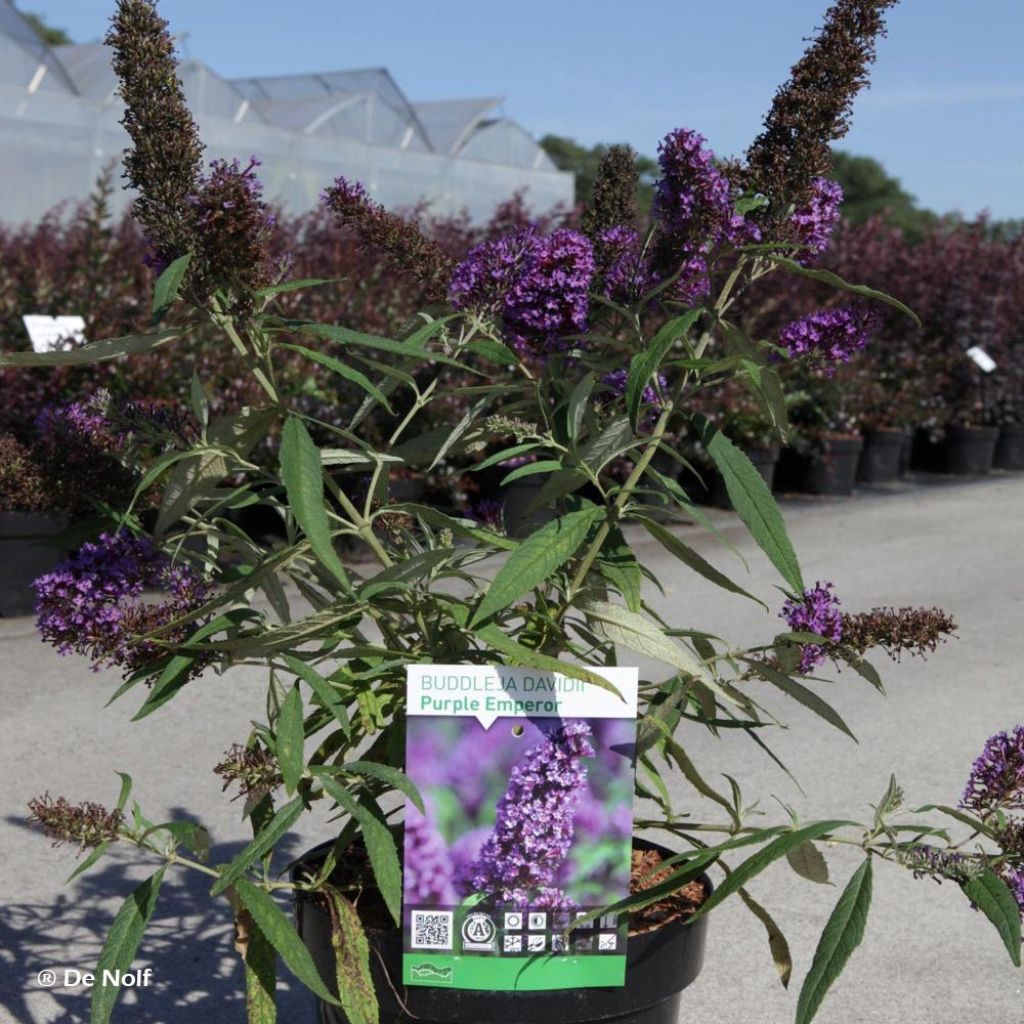 Buddleja davidii Purple Emperor