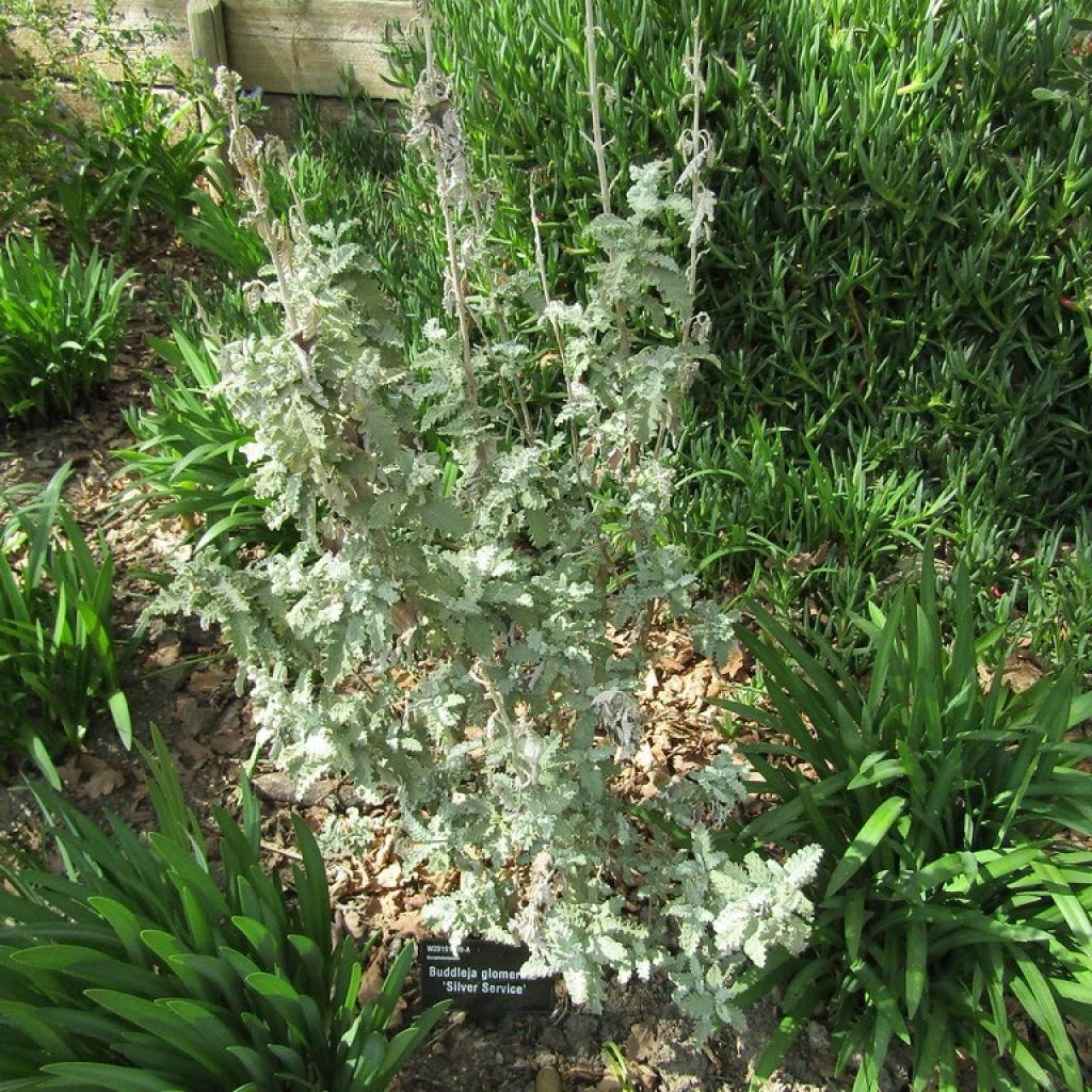 Buddleja glomerata Silver Service