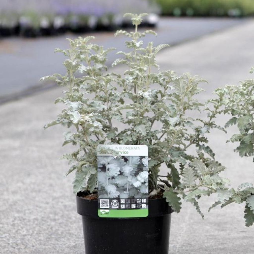 Buddleja glomerata Silver Service