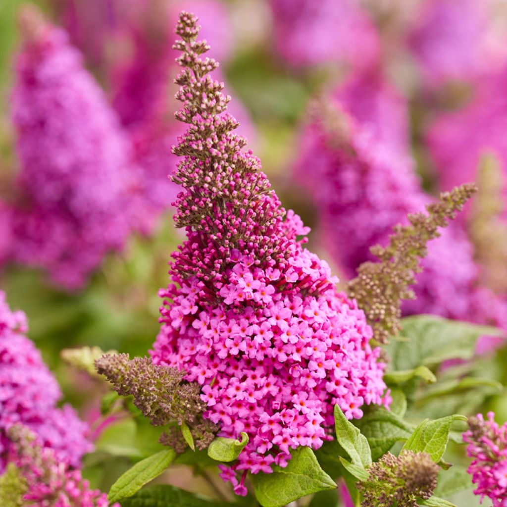 Buddleja davidii Butterfly Candy® Little Cerise - Arbusto de las mariposas