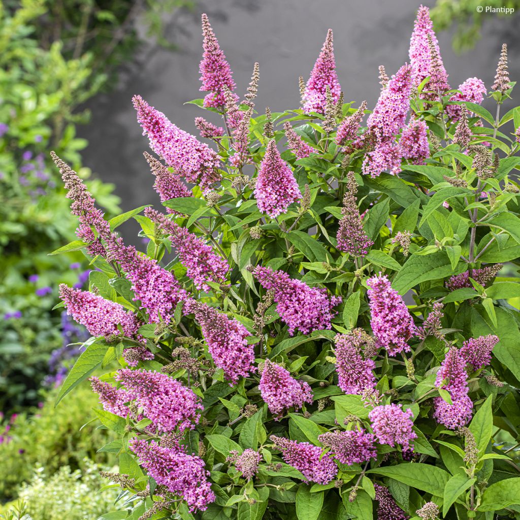 Buddleja davidii Butterfly Candy Little Pink