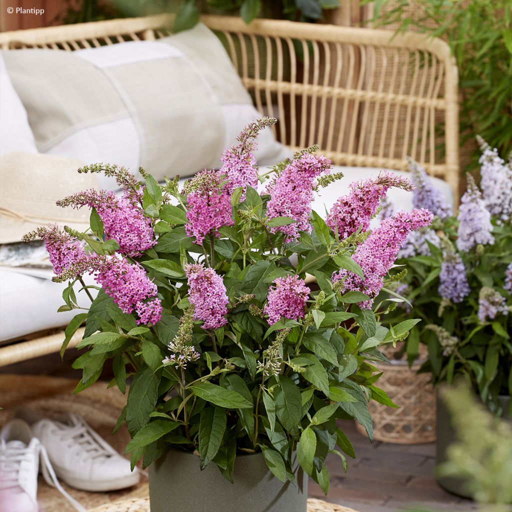 Buddleja davidii Butterfly Candy Little Pink