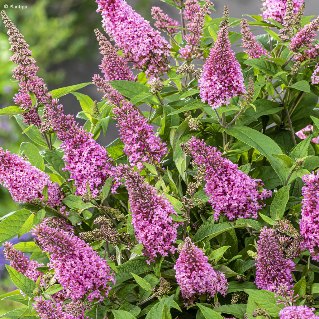 Buddleja davidii Butterfly Candy Little Pink