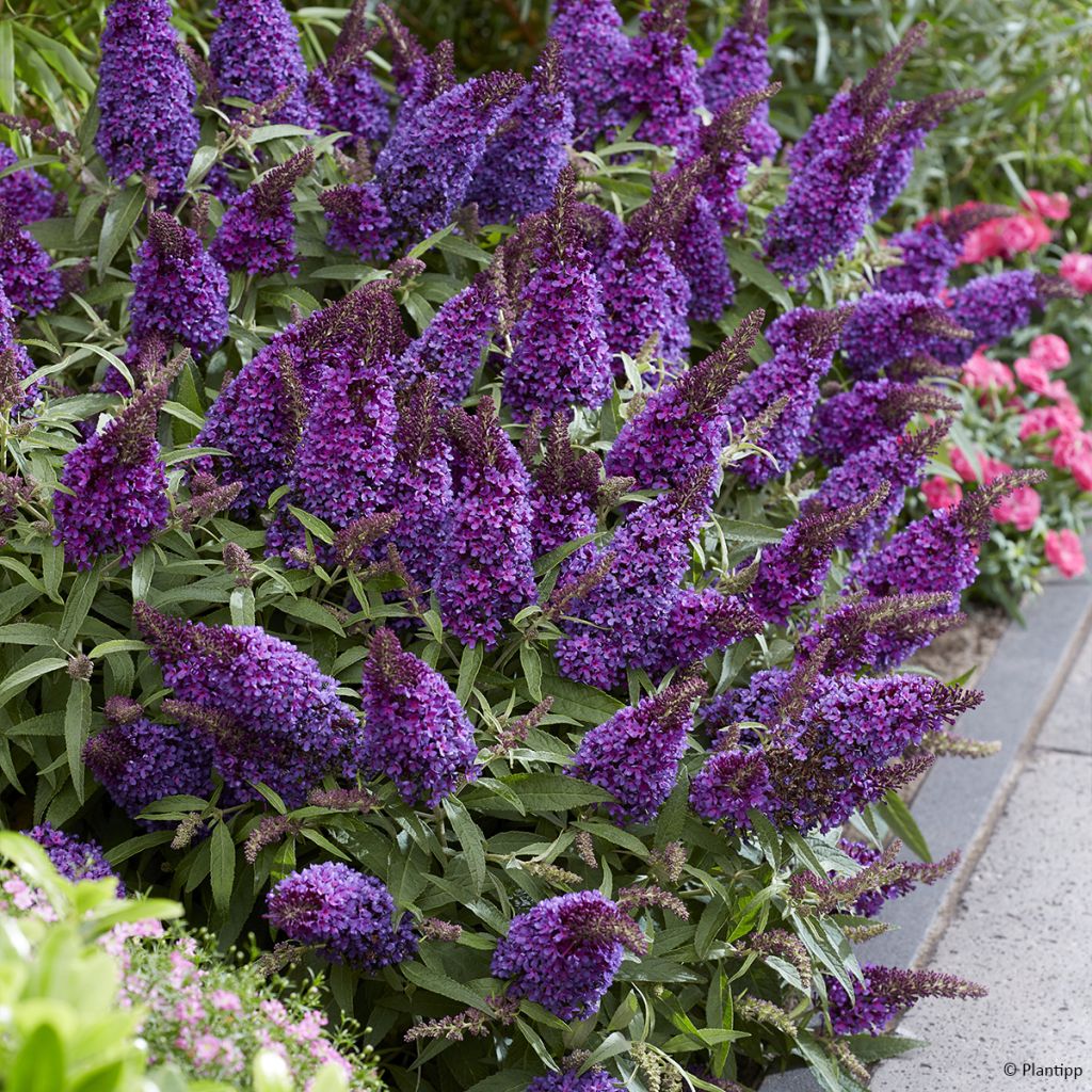 Buddleja davidii Butterfly Candy Little Purple