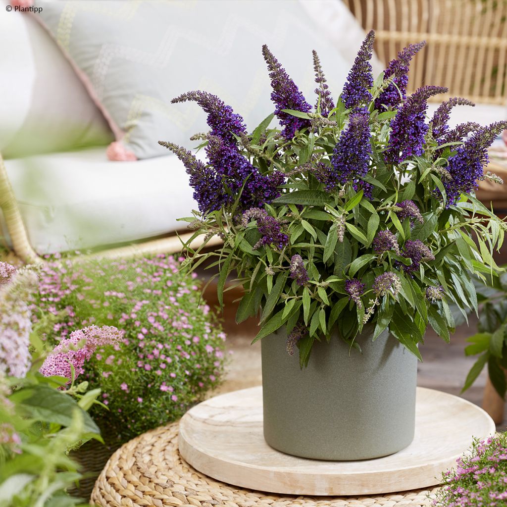 Buddleja davidii Butterfly Candy Little Purple