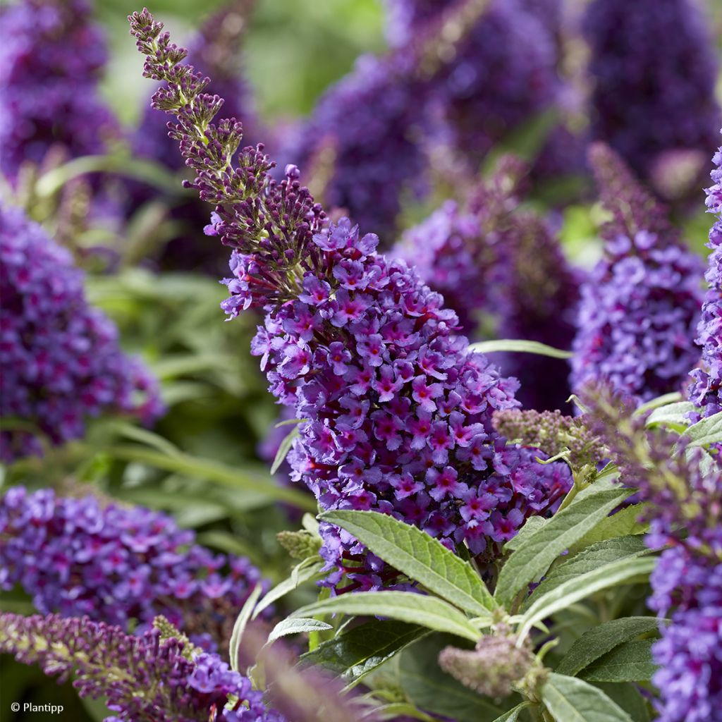 Buddleja davidii Butterfly Candy Little Purple