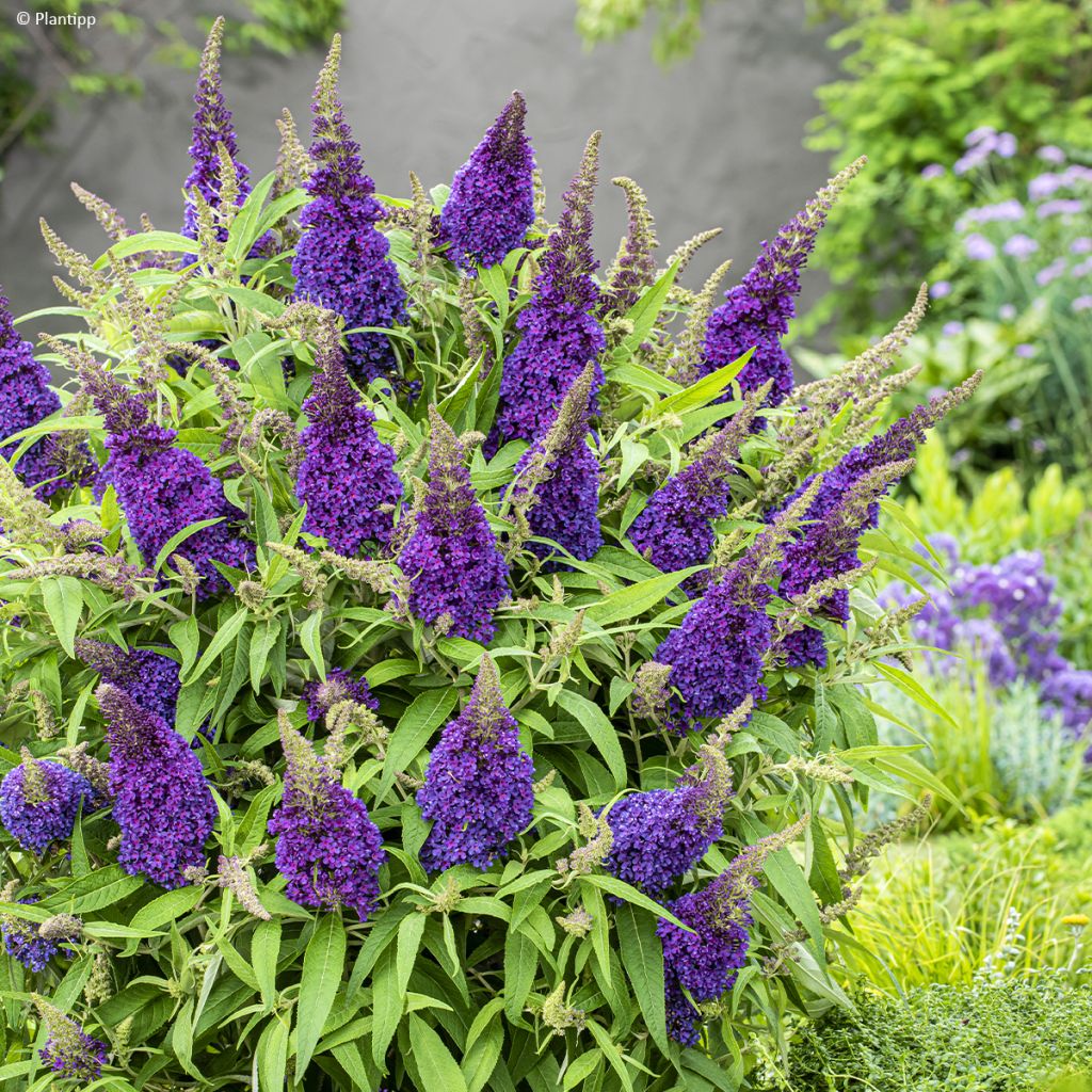 Buddleja davidii Butterfly Candy Little Purple