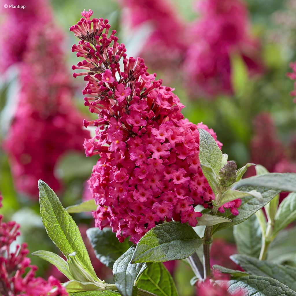 Buddleja davidii Butterfly Candy Little Ruby