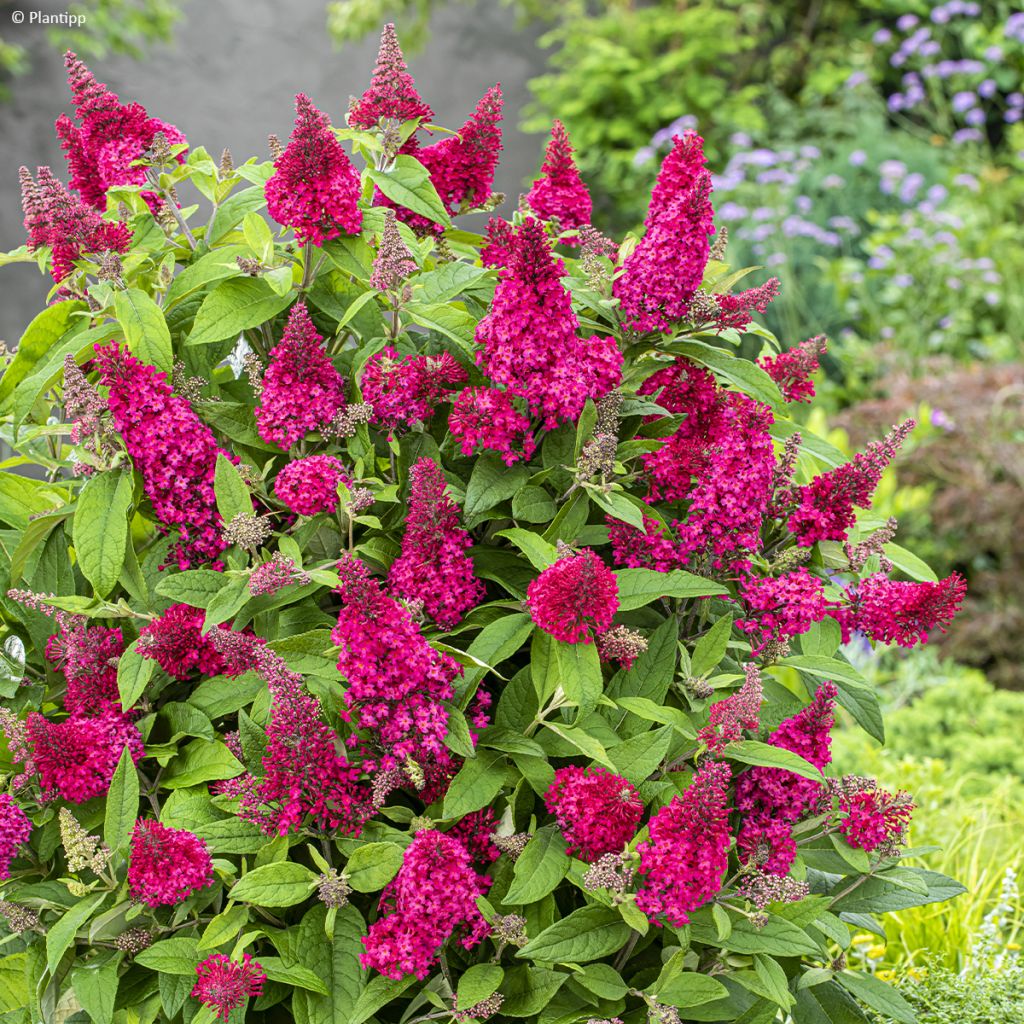 Buddleja davidii Butterfly Candy Little Ruby