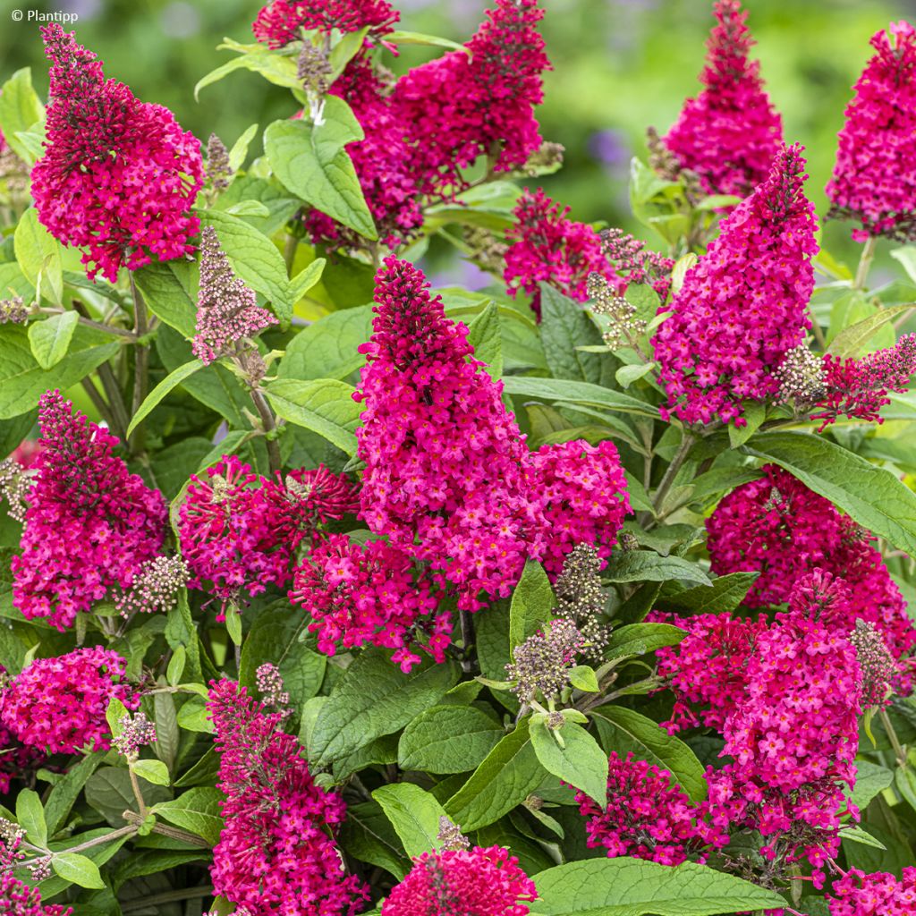 Buddleja davidii Butterfly Candy Little Ruby