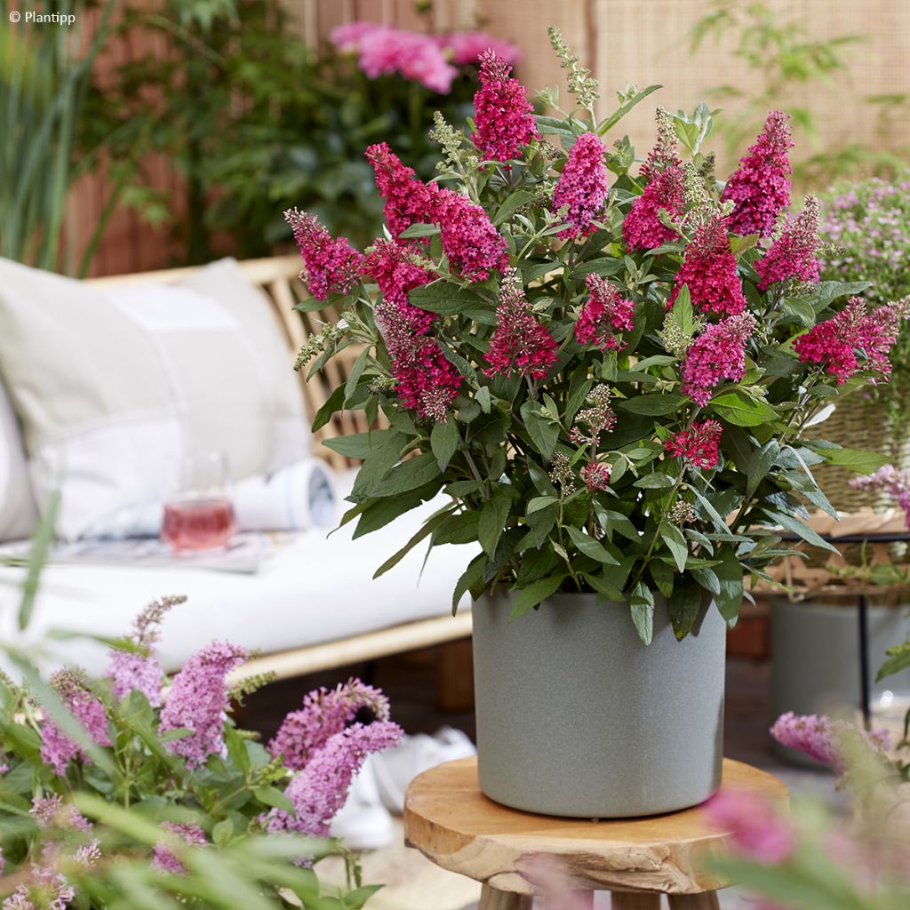 Buddleja davidii Butterfly Candy Little Ruby