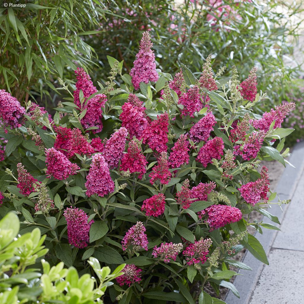 Buddleja davidii Butterfly Candy Little Ruby