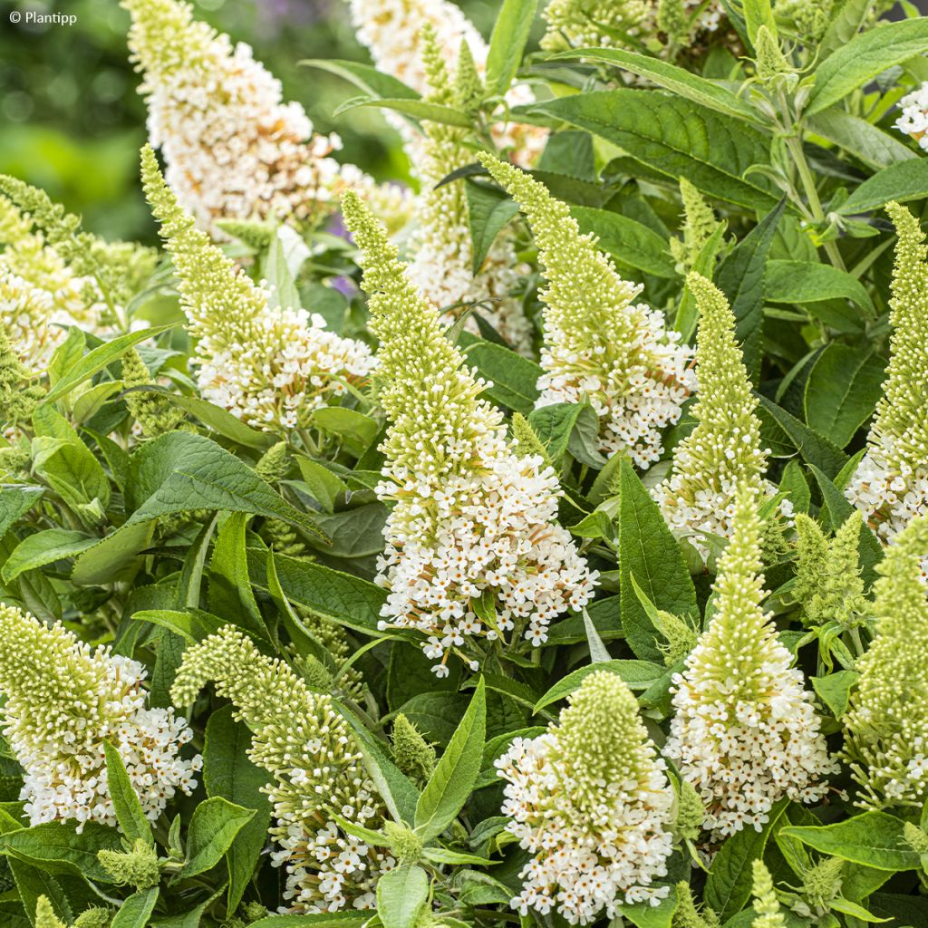 Buddleja davidii Butterfly Little White - Arbre aux papillons nain blanc