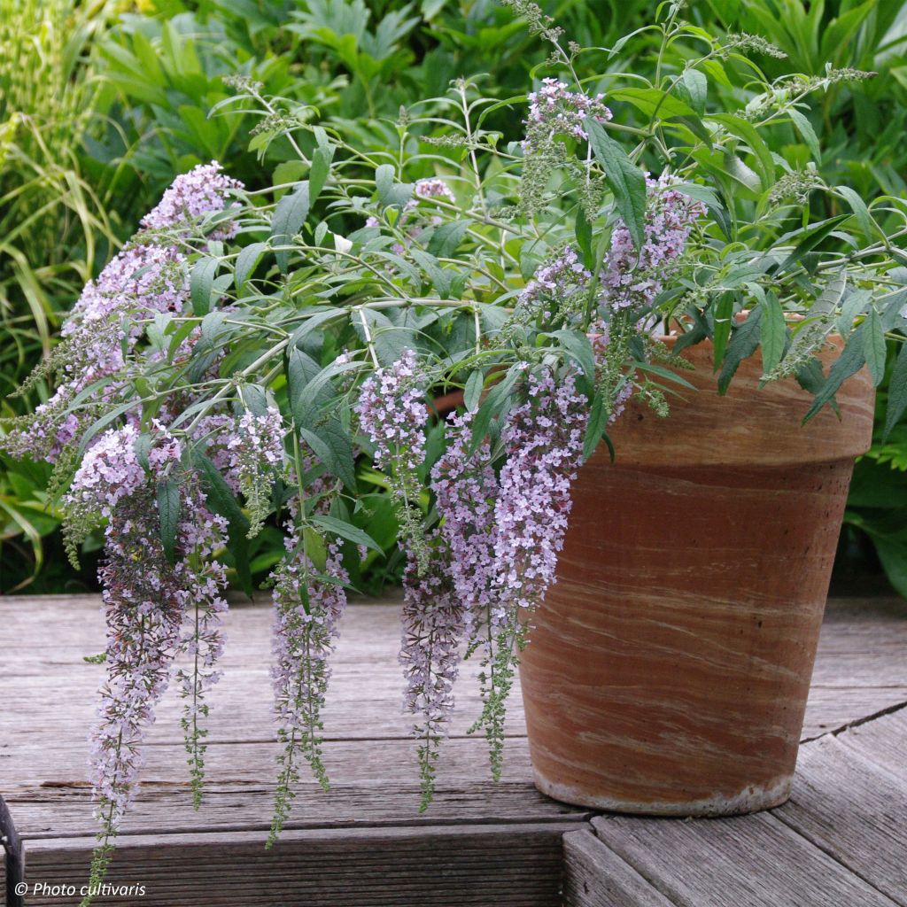 Buddleja davidii Wisteria Lane