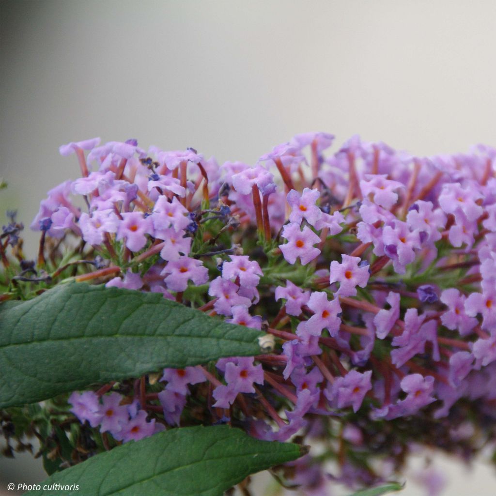 Buddleja davidii Wisteria Lane