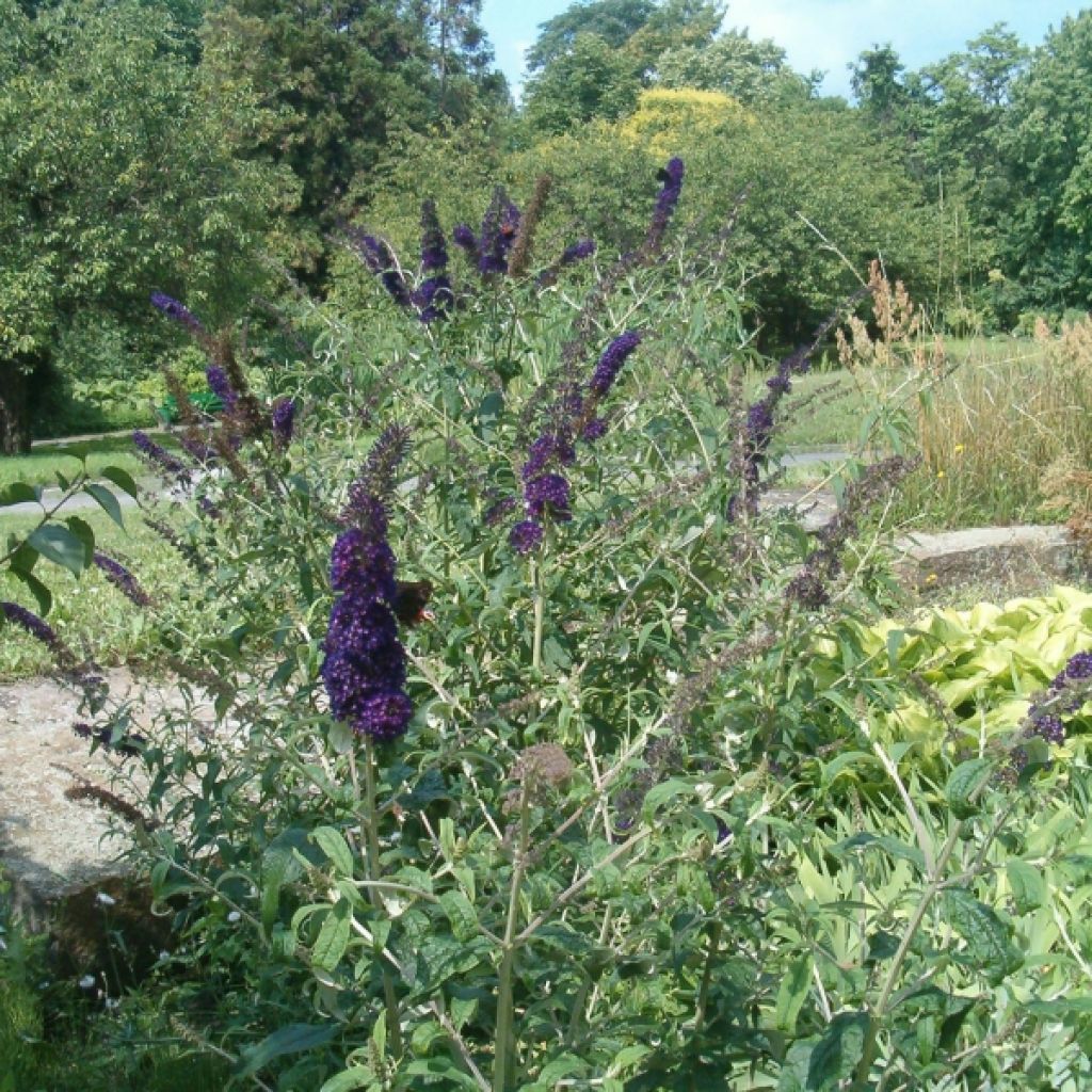 Buddleja davidii Black knight